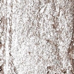 Nr. 40 Silver Highlight